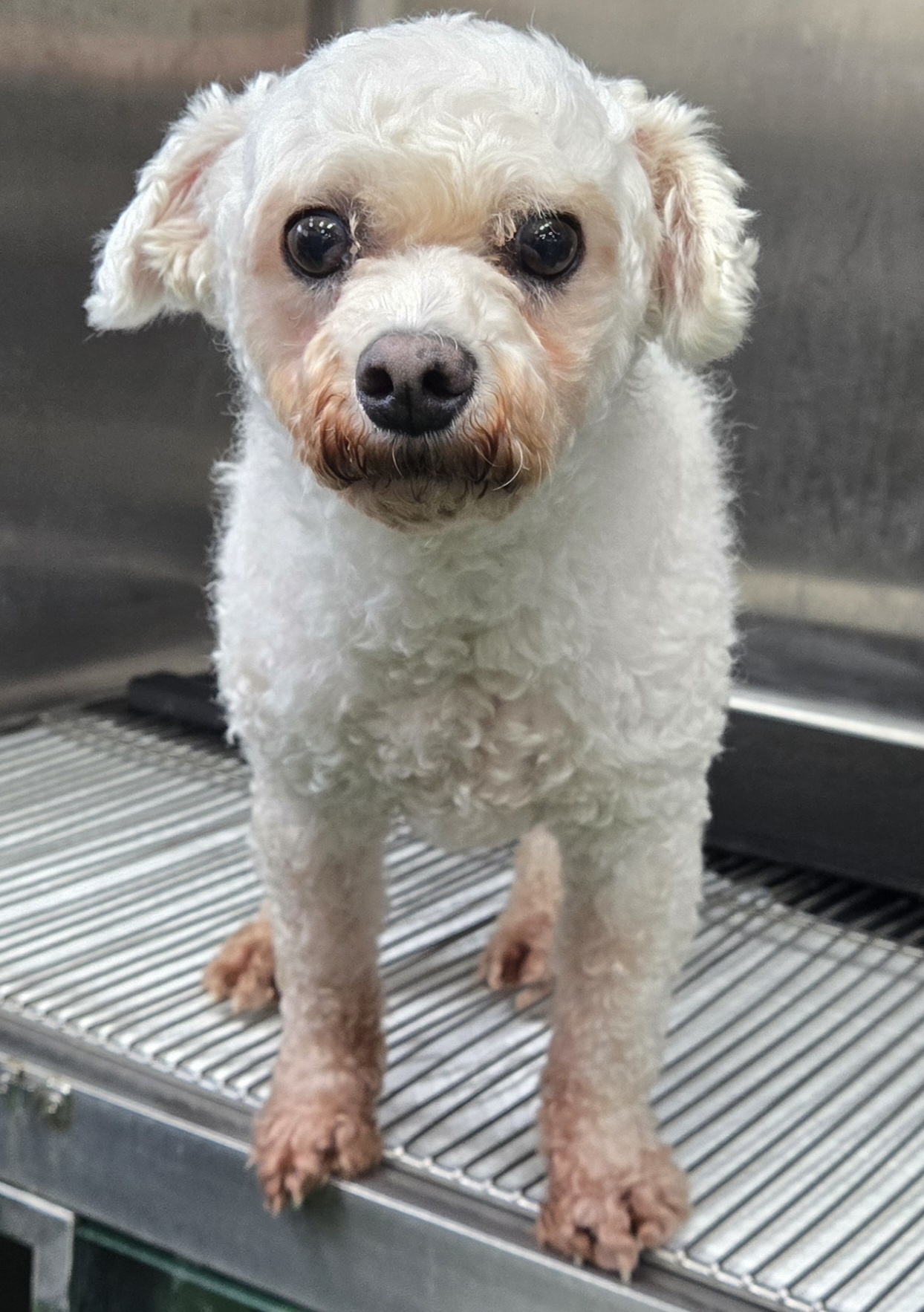 보호중 비숑 프리제…